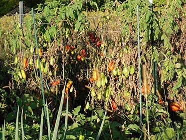 Author Pia Manning's Real Life short story "Autumn Vegetable Marathon", vegetable garden image